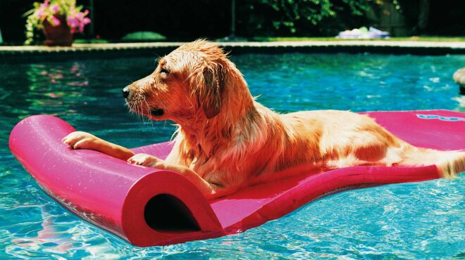 airbnb-για-σκύλους-562520998