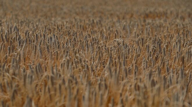 εξήντα-εκατ-τόνους-σιτηρών-ποσότητα-562509478