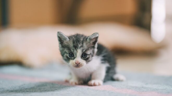 ρόδος-πρόστιμο-120-000-ευρώ-σε-76χρονο-που-εγκ-562518733