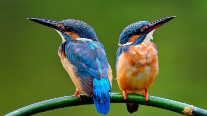αυτές-οι-μύγες-αναπαράγονται-με-παρθε-562505572