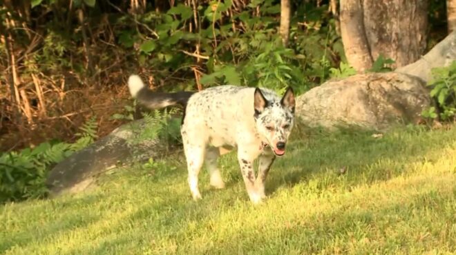 ηπα-γυναίκα-γρονθοκοπεί-αρκούδα-που-τ-562501645