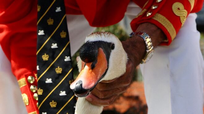 μετρώντας-κύκνους-στον-τάμεση-562526512