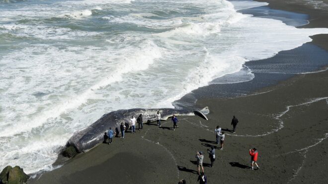 λα-πάλμα-πλωτός-χρυσός-αξίας-500-000-ευρώ-562505473