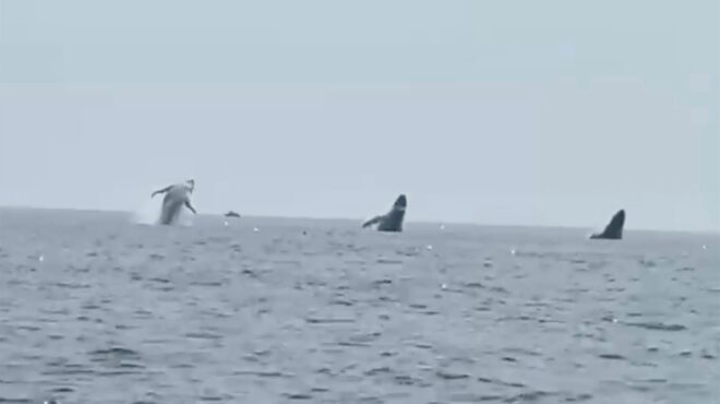 μπαλέτο-φαλαινών-σπάνιο-βίντεο-με-τ-562542943