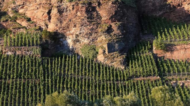 πώς-ήρθε-το-γερμανικό-κρασί-riesling-στην-ελλ-562521031