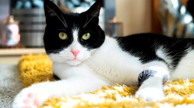 βρετανία-γάτος-της-χρονιάς-ένας-tuxedo-που-β-562535182