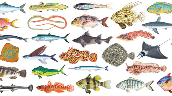 τα-ψάρια-της-ελλάδας-το-βιβλίο-για-το-562515370