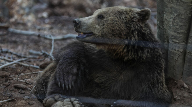 αρκούδα-εμφανίστηκε-ξανά-στη-χαλκιδι-562547329