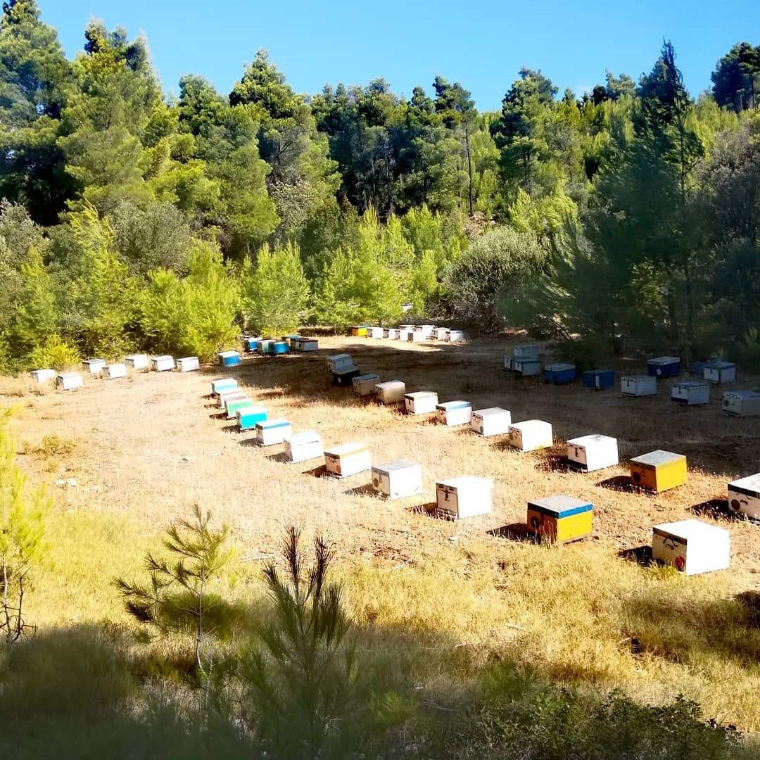 «Είμαστε ακόμα σε κίνδυνο»: Ρητινοπαραγωγοί και μελισσοκόμοι της Εύβοιας στην «Κ»-5