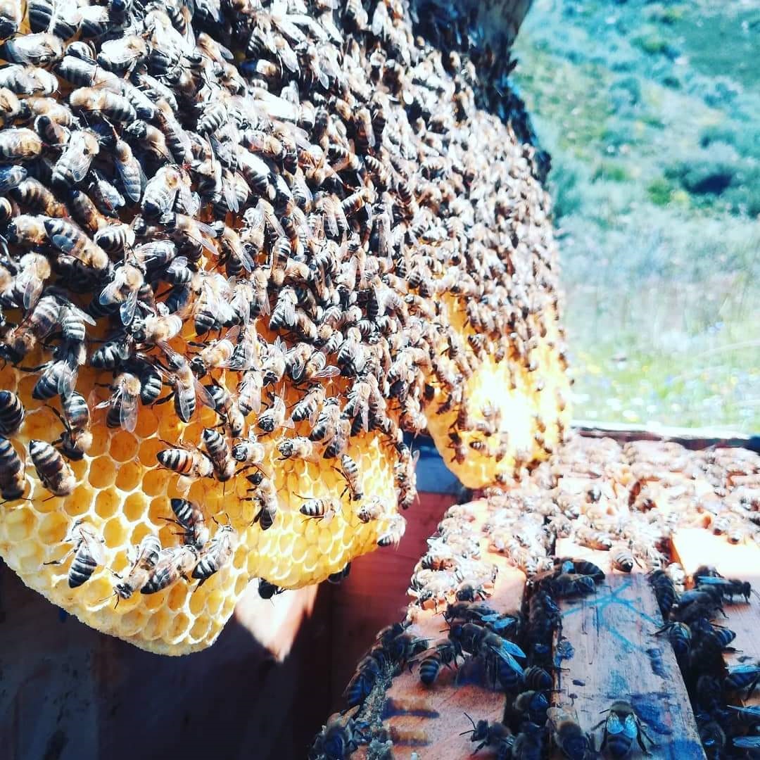 «Είμαστε ακόμα σε κίνδυνο»: Ρητινοπαραγωγοί και μελισσοκόμοι της Εύβοιας στην «Κ»-6