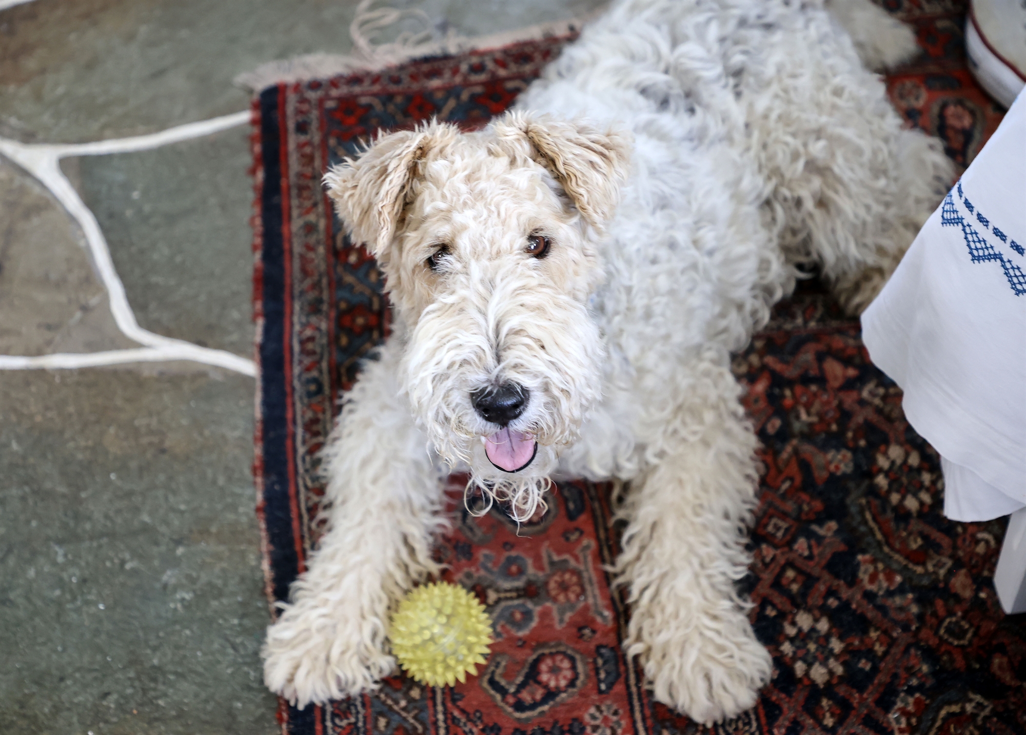 Ο εχέμυθος καλλιγράφος του παλατιού-4