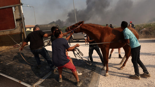 οι-ζωές-των-ζώων-στα-χέρια-των-εθελοντώ-562526872