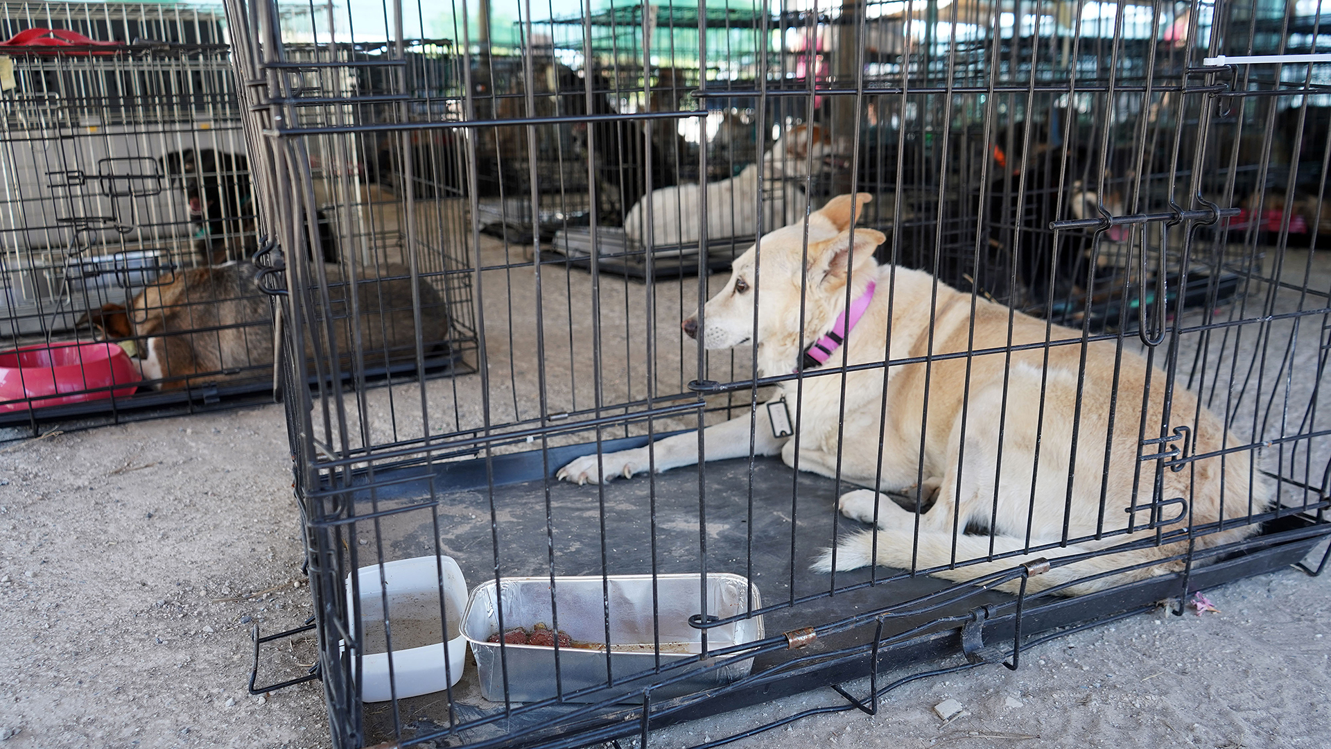 Οι ζωές των ζώων στα χέρια των εθελοντών-3