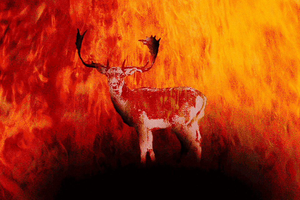 αγώνας-για-να-σωθούν-τα-ελαφάκια-της-ρό-562537861