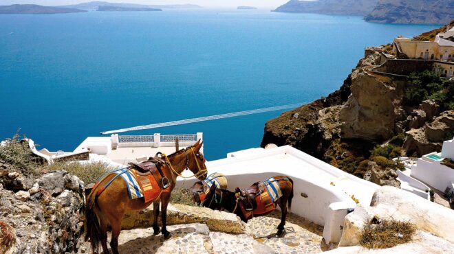 τα-τετράποδα-θύματα-του-τουρισμού-562532620