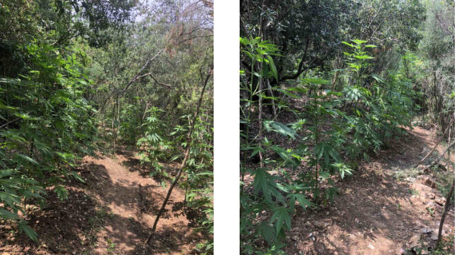 μεσσηνία-εντοπίστηκε-φυτεία-με-172-δενδ-562501408