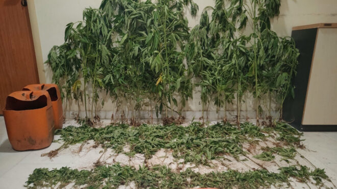 θεσσαλονίκη-συλλήψεις-για-καλλιέργε-562501891