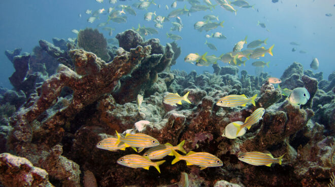 οι-υψηλές-θερμοκρασίες-στη-θάλασσα-τη-562517791