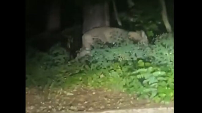 βερολίνο-συναγερμός-για-λιοντάρι-που-562530274