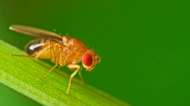 αυτές-οι-μύγες-αναπαράγονται-με-παρθε-562543735