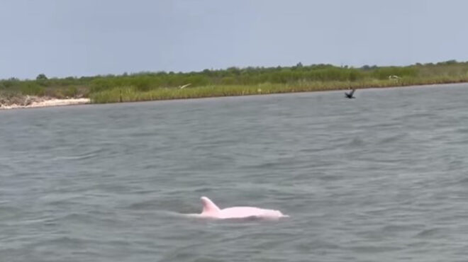 ηπα-σπάνιο-ροζ-δελφίνι-εμφανίστηκε-στ-562530292