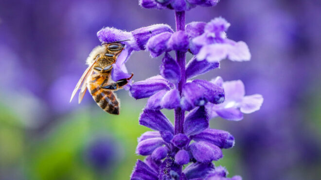 ενισχύσεις-σχεδίων-προώθησης-του-κλά-562534678