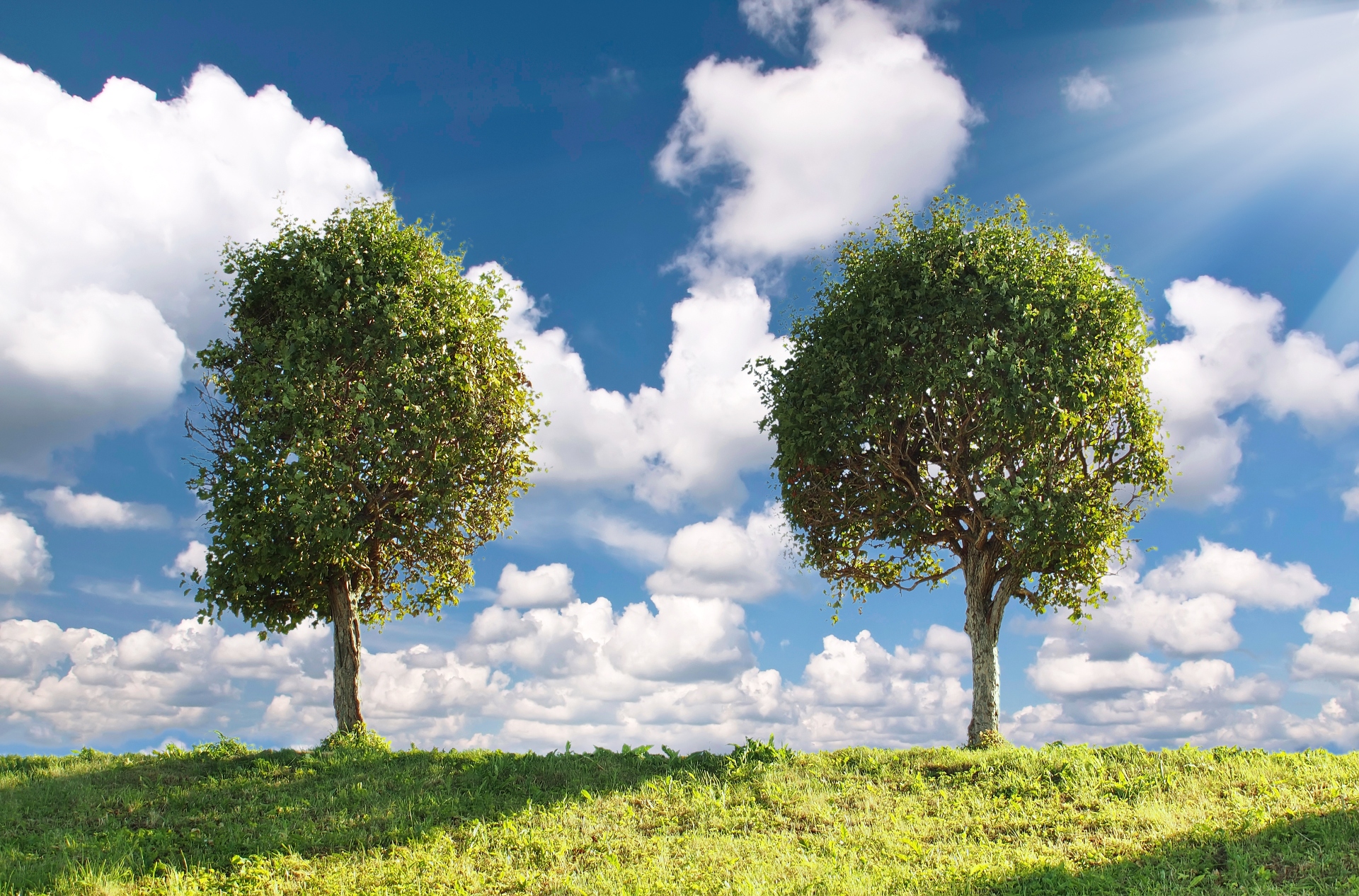 «Σκοτώνουν» τα δέντρα της πόλης-3