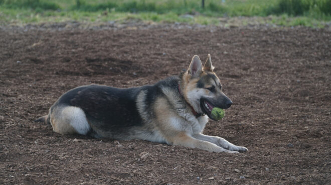 κολομβία-σταματά-η-αναζήτηση-του-σκύλ-562517458