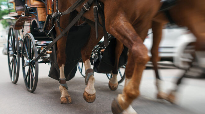 ιπποειδή-εργασίας-δουλεύουν-σκληρά-α-562510705