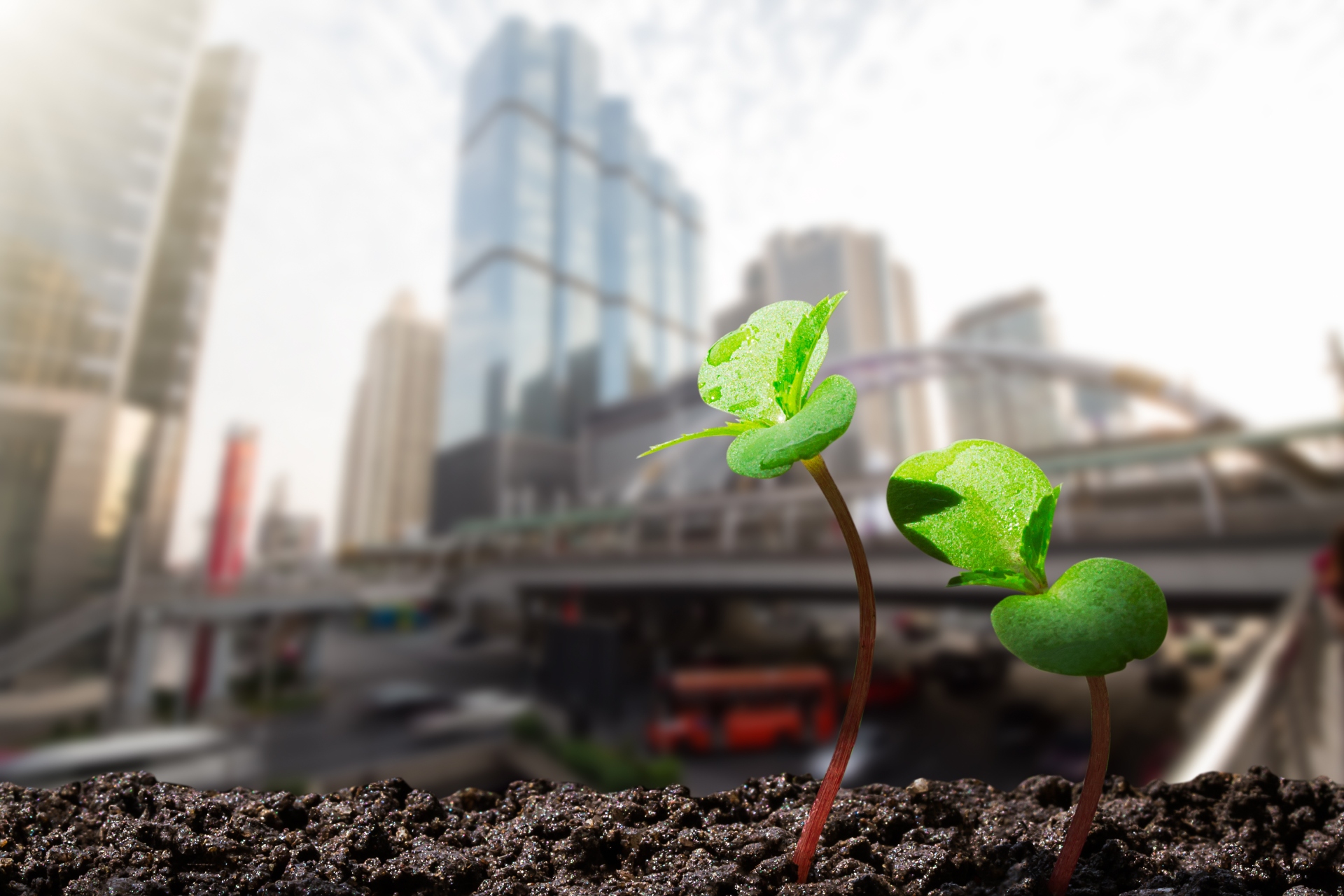 «Σκοτώνουν» τα δέντρα της πόλης-2