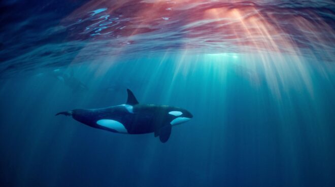 οι-όρκες-που-βυθίζουν-σκάφη-απλώς-βαρ-562552108