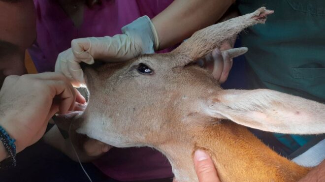 ρόδος-χειρουργήθηκε-και-αναρρώνει-το-562556752