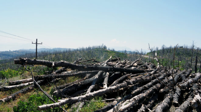 βλέπω-πεύκο-στην-τηλεόραση-και-κλαίω-562556944
