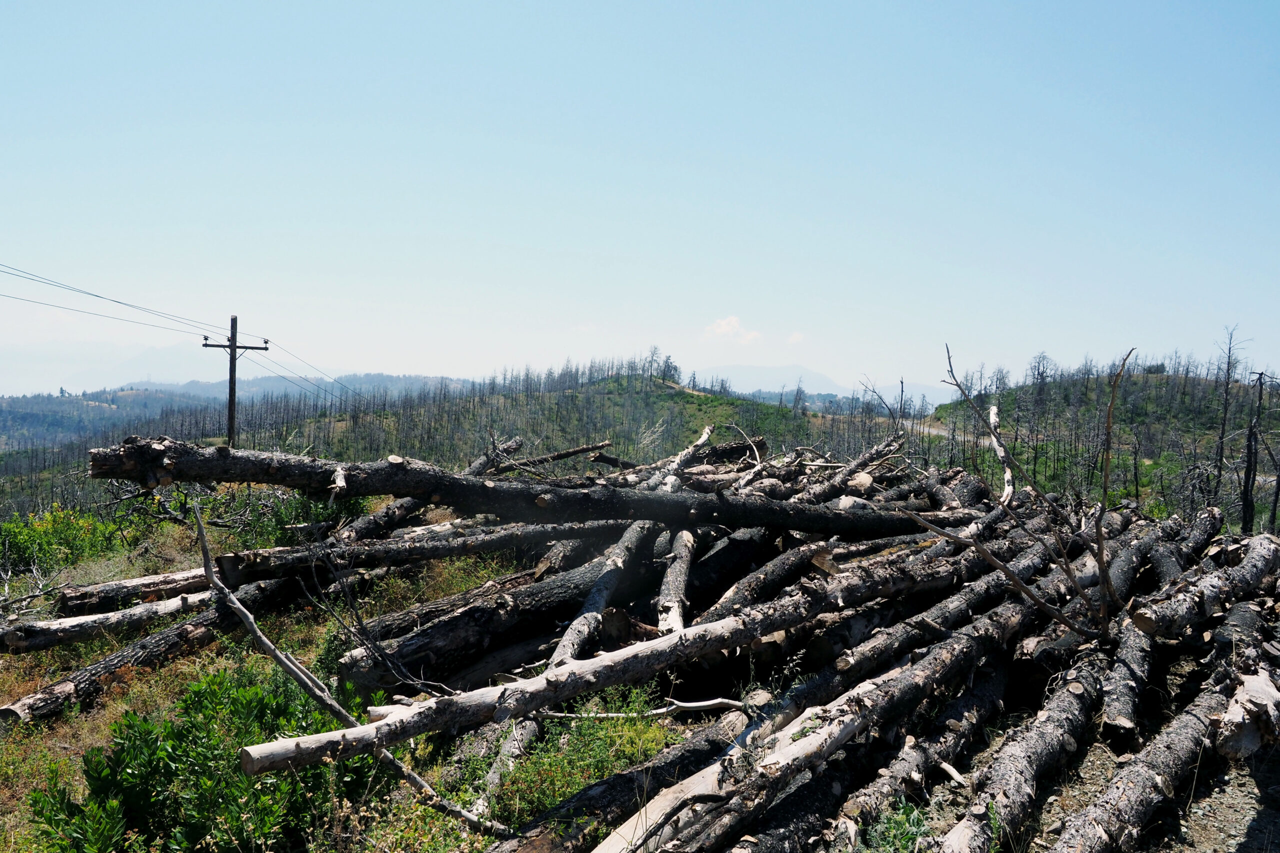 βλέπω-πεύκο-στην-τηλεόραση-και-κλαίω-562556944