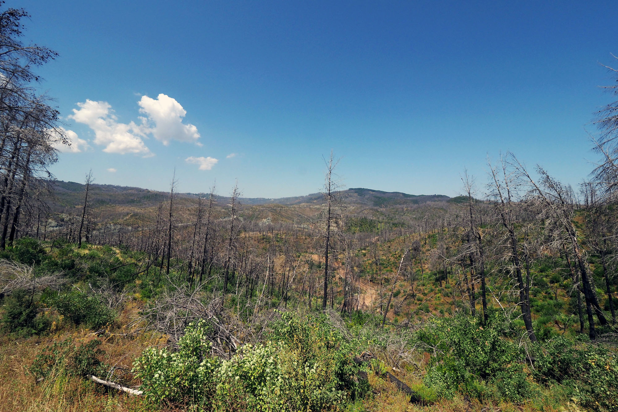 «Βλέπω πεύκο στην τηλεόραση και κλαίω»-4