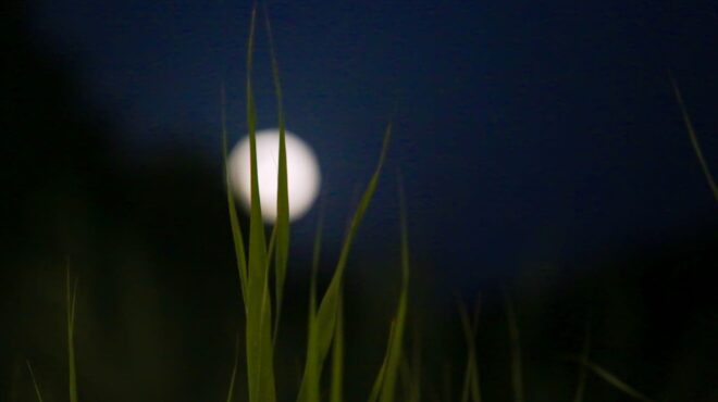 γιόγκα-σιωπηλή-disco-και-sleepover-κάτω-από-την-πα-562548319