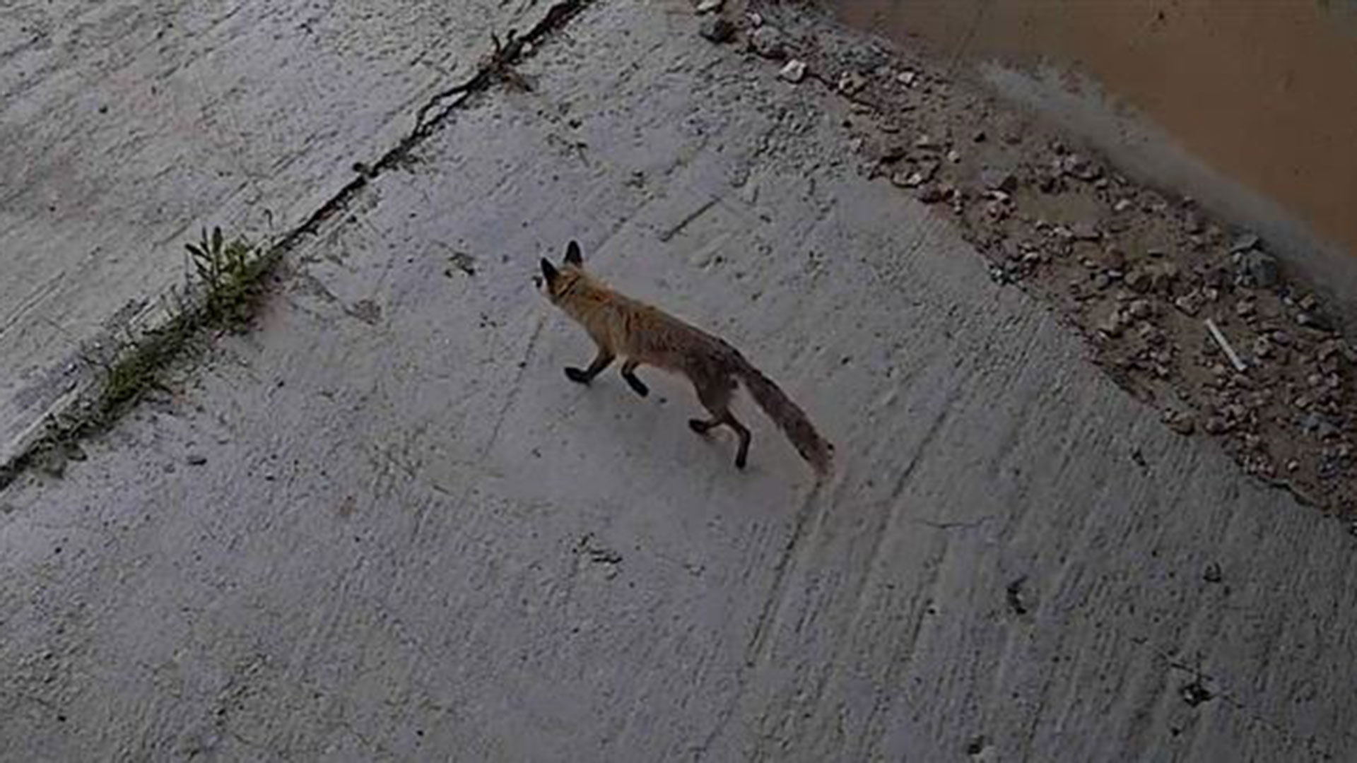 Αρκούδες και αλεπούδες στα υπόγεια περάσματα της Εγνατίας Οδού-3