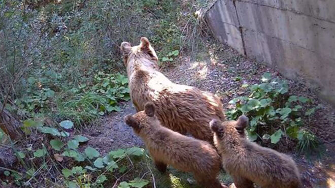 φλώρινα-πυροβόλησαν-και-σκότωσαν-αρκ-562581220