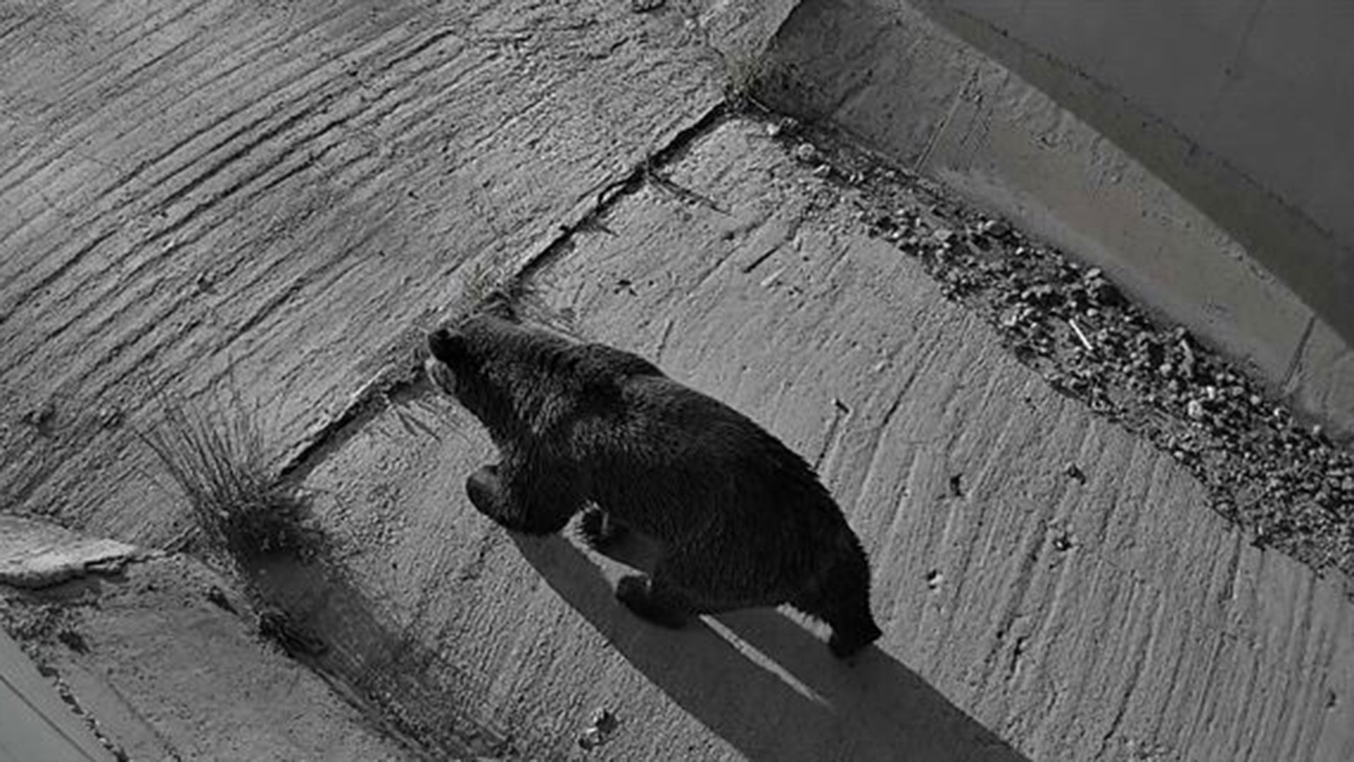 Αρκούδες και αλεπούδες στα υπόγεια περάσματα της Εγνατίας Οδού-2