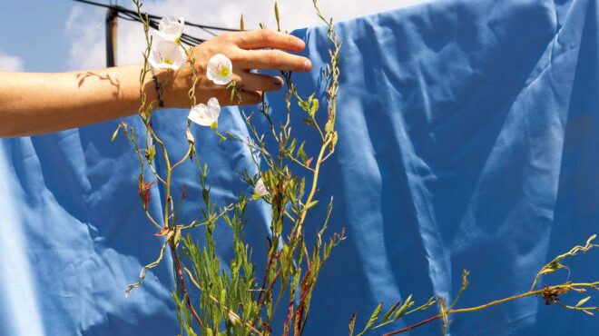 οινοθήρα-μπορεί-να-τη-βλέπετε-σε-πολλέ-562554031