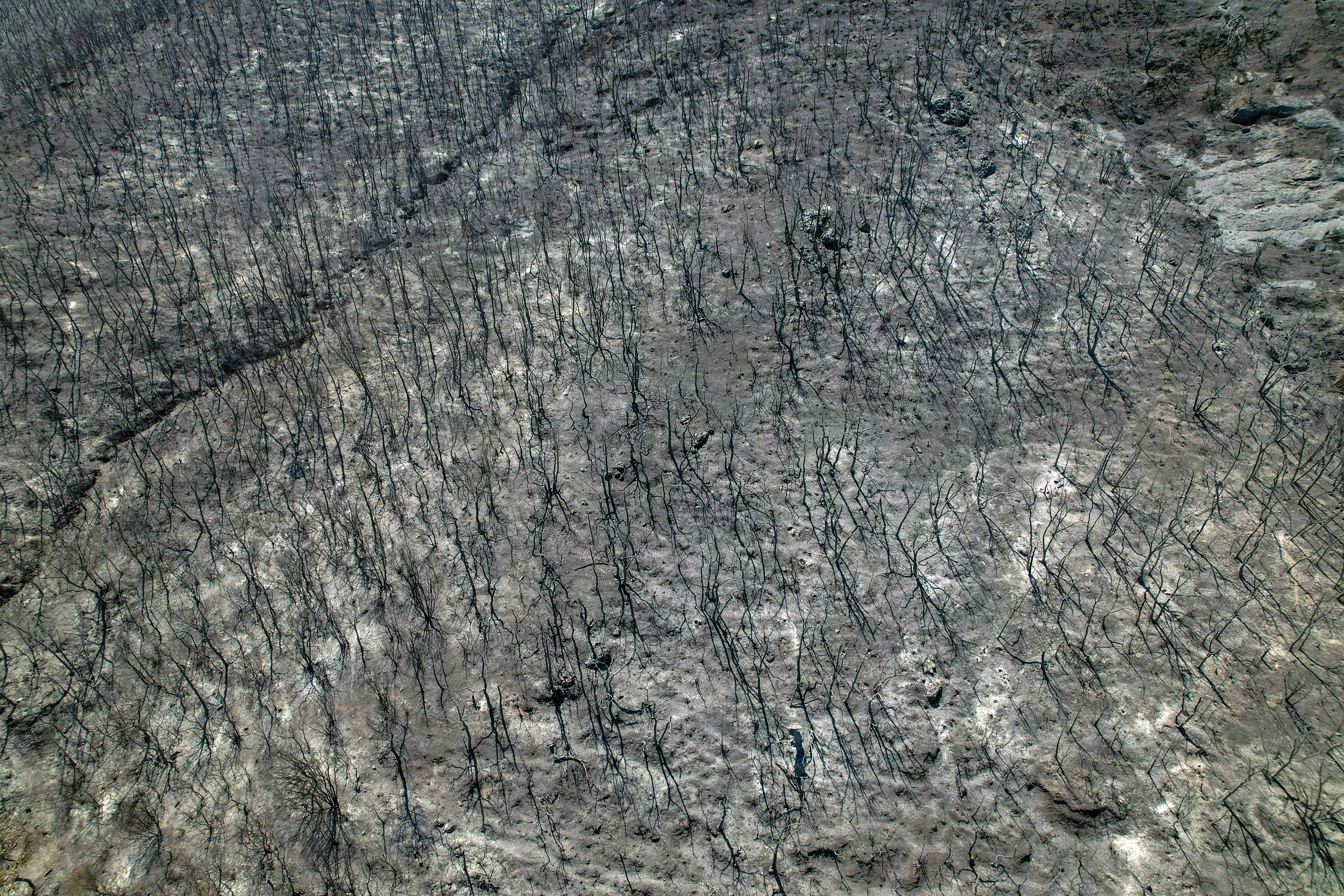 Εβρος: Τα δύο κύρια χαρακτηριστικά της φωτιάς – Πώς επηρεάζει την άγρια πανίδα-1