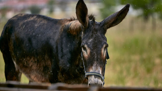 λέσβος-εισαγγελική-παρέμβαση-για-τις-562588252