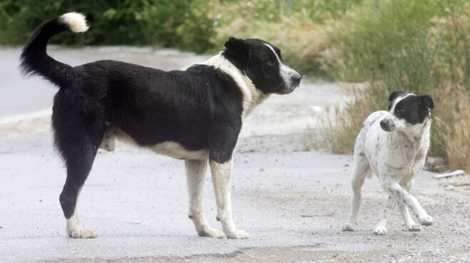 μύκονος-τουρίστες-συνοδεύουν-ζώα-στο-562584961