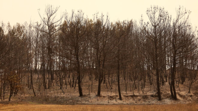 φωτιά-στον-εβρο-μια-ακόμη-απανθρακωμέ-562582426