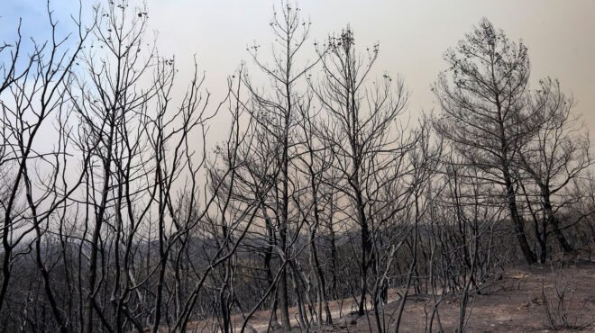 το-δάσος-της-δαδιάς-δεν-θα-επανέλθει-562586722