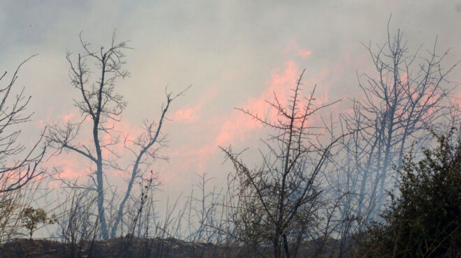 οι-φρουροί-του-δέλτα-και-οι-πολιτικέ-562586131