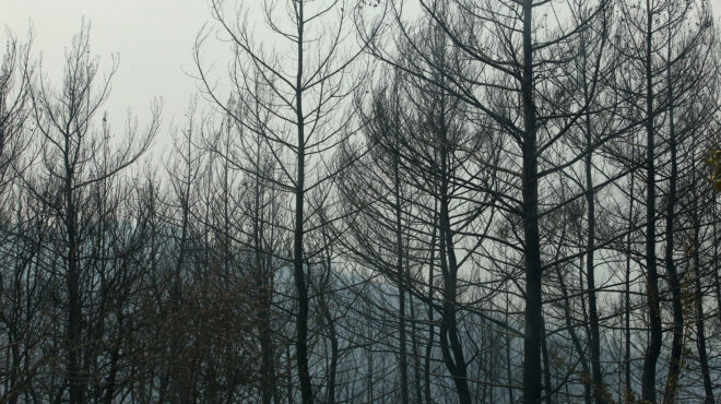 ασύλληπτη-η-οικολογική-καταστροφή-σ-562579831