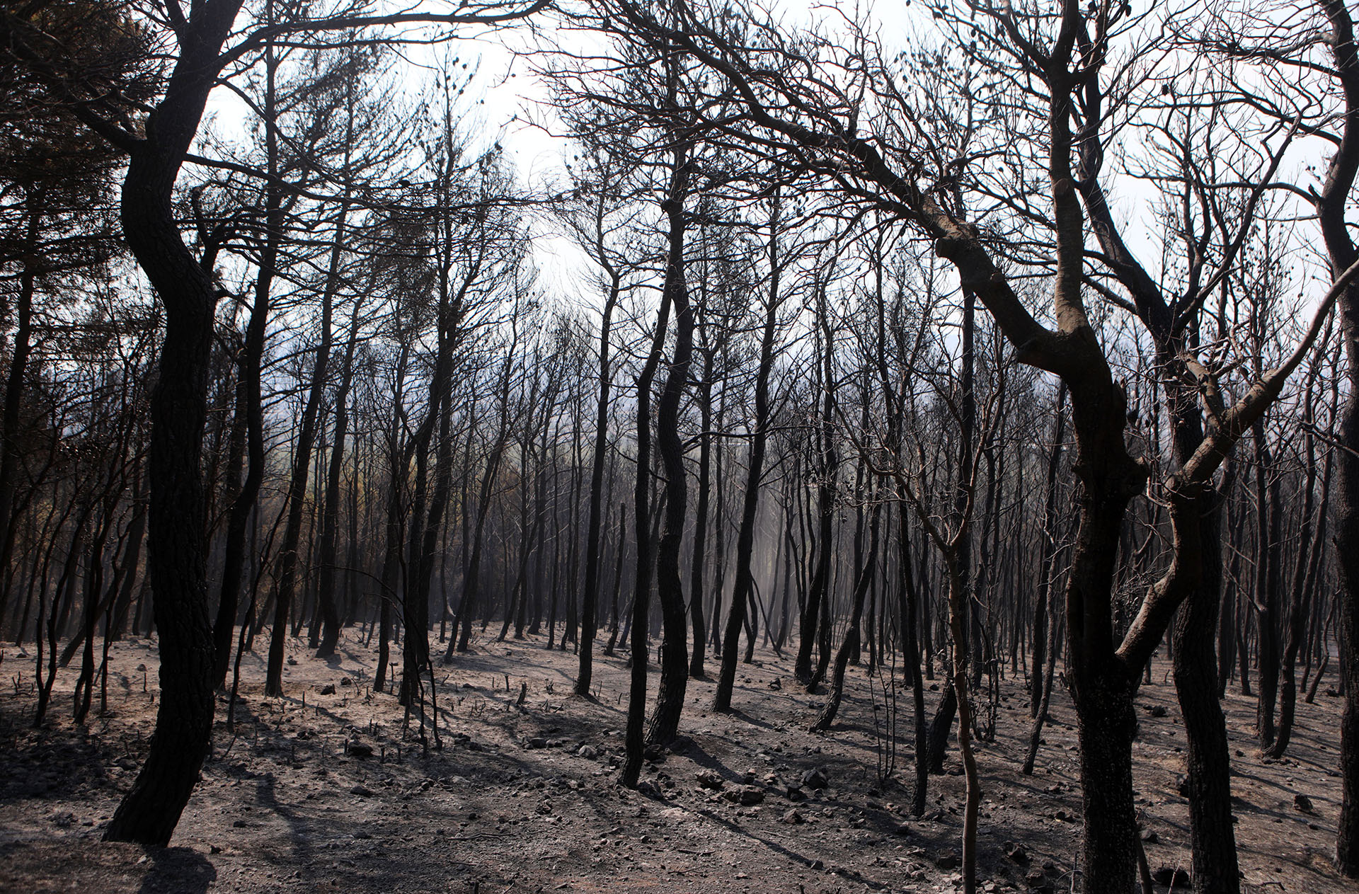 Οι φύλακες της Πάρνηθας στην «Κ»: «Αυτό που προστατεύαμε εδώ και χρόνια, ξαφνικά δεν θα υπάρχει»-4