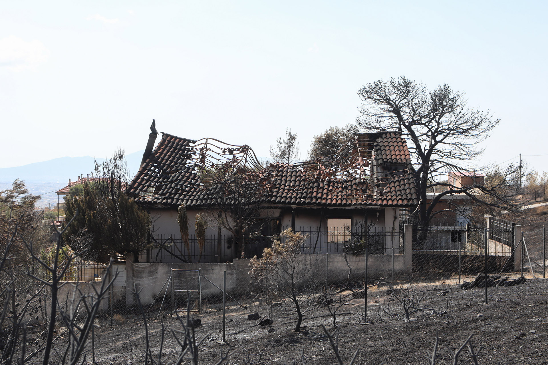 Οδοιπορικό της «Κ» στην Πάρνηθα: Πόνος για την καταστροφή αλλά και πίστη για μια νέα αρχή-9