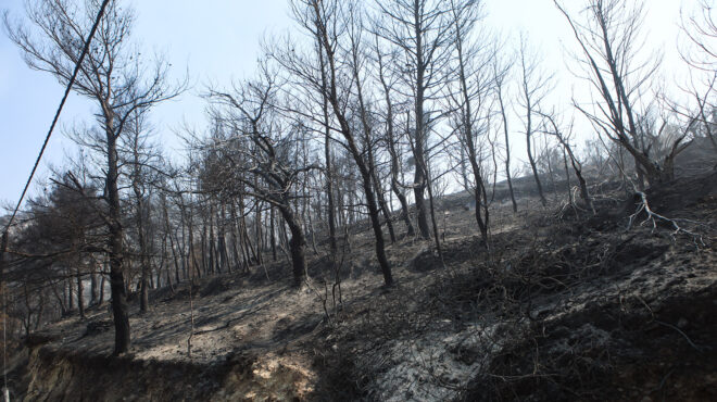 πάρνηθα-σε-7-μέρες-κάηκαν-15-χρόνια-φυσι-562586875